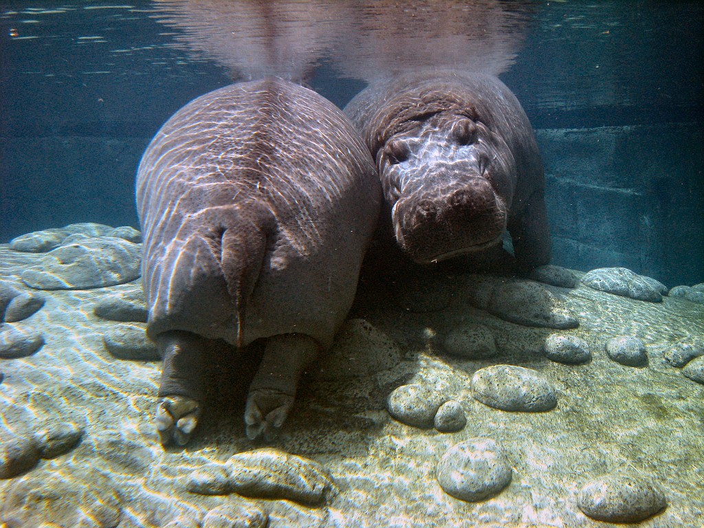 Dart Frog Dash 08 0551.jpg - These two monsters were also a hit with their "natural biological function" antivities. Until you watch a hippo pass gas you just ain't see it all!